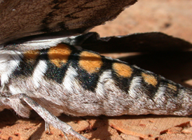 Five-spotted Hawkmoth